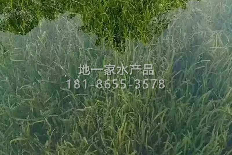 矮生耐寒苦草