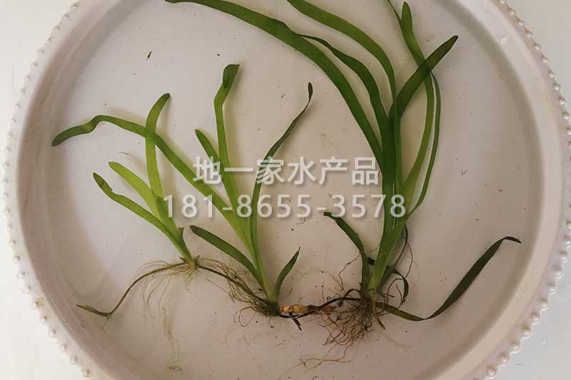 刺苦草