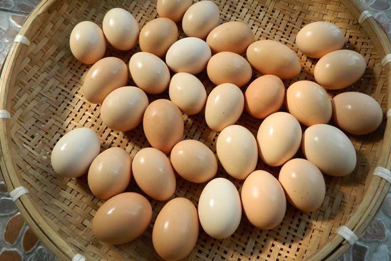 北京食药监检出两批次鸡蛋含已禁药物